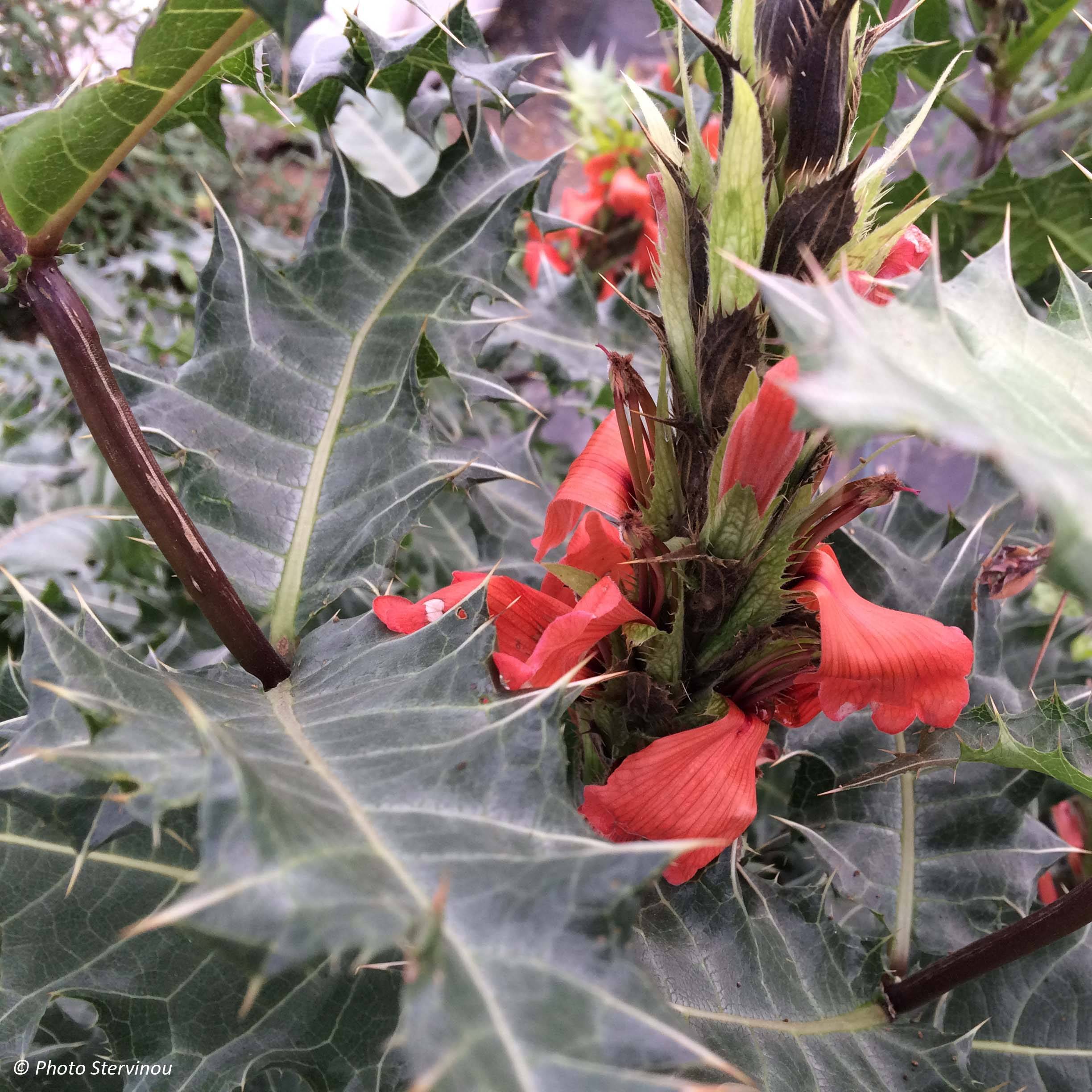 Promesse de Fleurs - Acanthus sennii - Acanthe Pot de 4L/5L