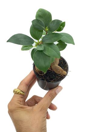 Ficus Ginseng - Pot de 6cm - Plantes d'intérieur