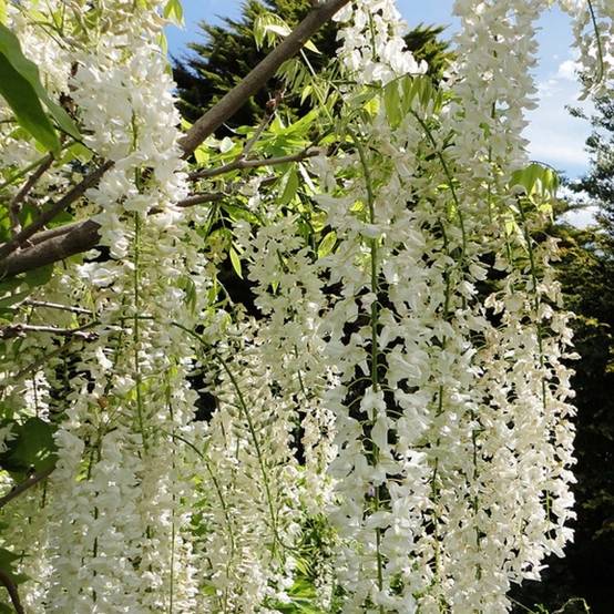 Promesse de Fleurs - Glycine du Japon - Wisteria floribunda Alba Pot de 3L/4L