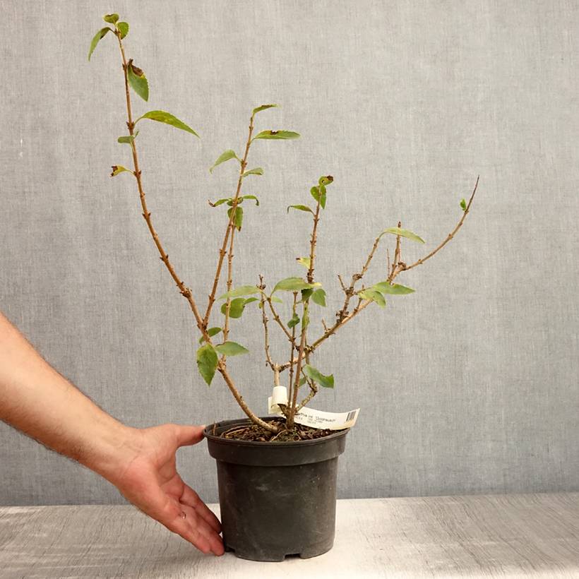 Forsythia x intermedia Gold Rausch - Mimosa de Paris Pot de 2L/3L - Image 2