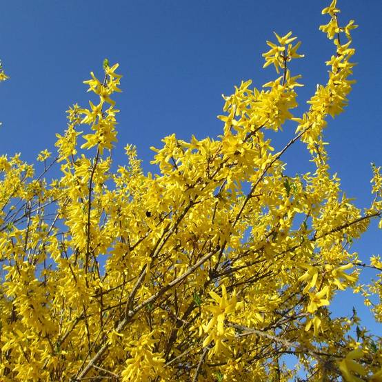 Forsythia x intermedia Gold Rausch - Mimosa de Paris Pot de 2L/3L - Image 1