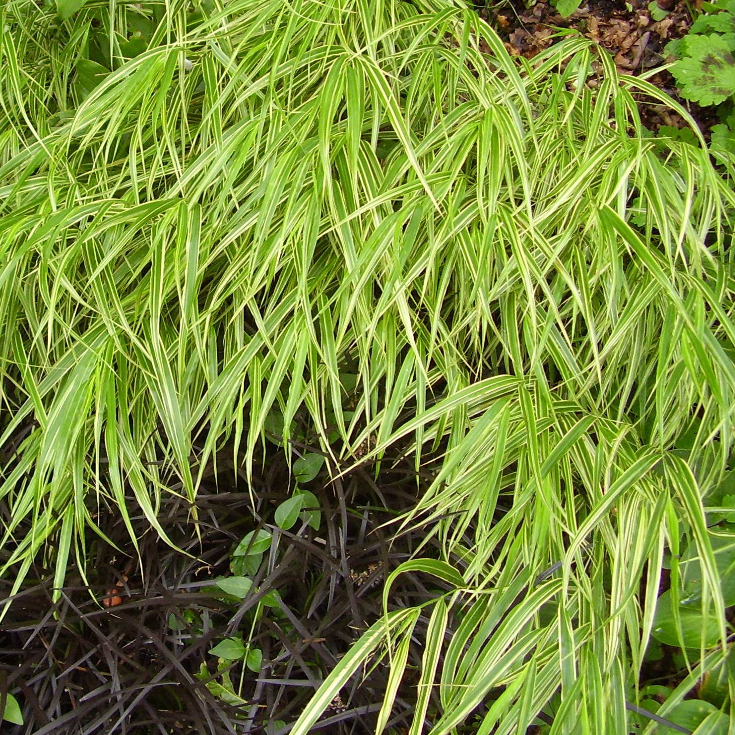 Herbe du Japon - Hakonechloa macra Albostriata Godet de 8/9 cm