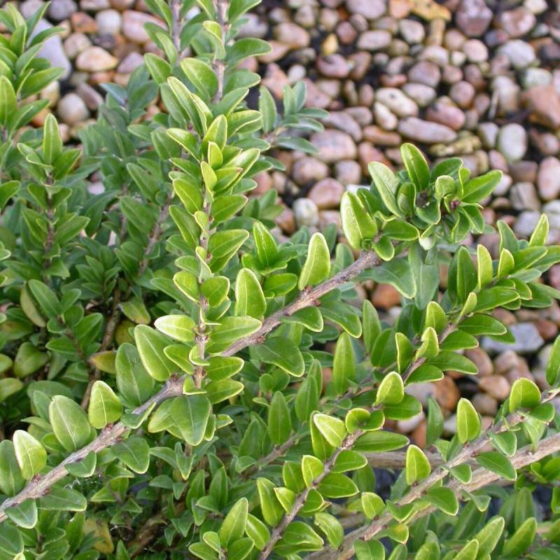 Chèvrefeuille arbustif Maigrun, Lonicera à feuilles de buis - Pot de 3L - 20/40 cm - Image 1