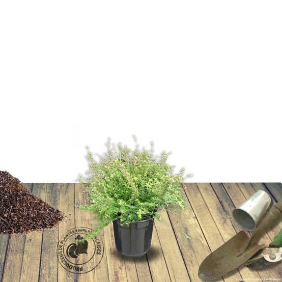 Chèvrefeuille arbustif Maigrun, Lonicera à feuilles de buis - Pot de 3L - 20/40 cm - Image 6