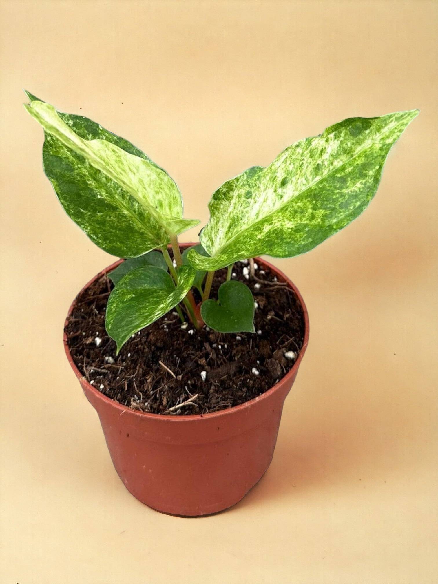 Anthurium Bonplandii Variegata- La Green Touch