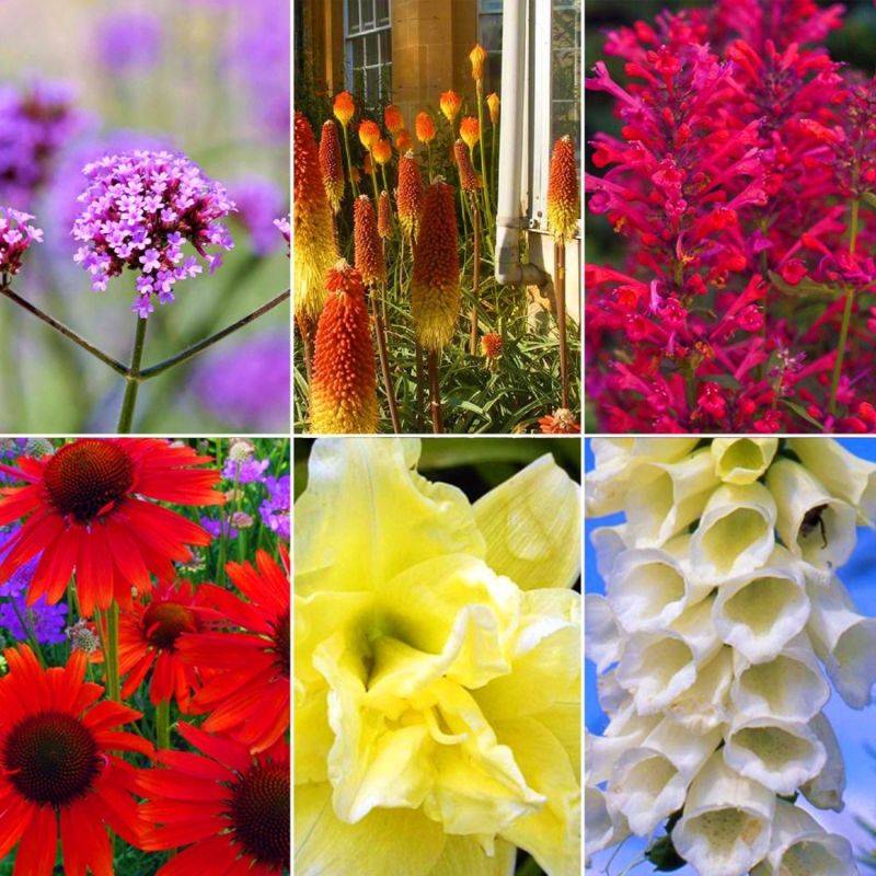 Collection de 16 vivaces pour les abeilles et papillons -  - Pépinières Naudet - Imagen 2
