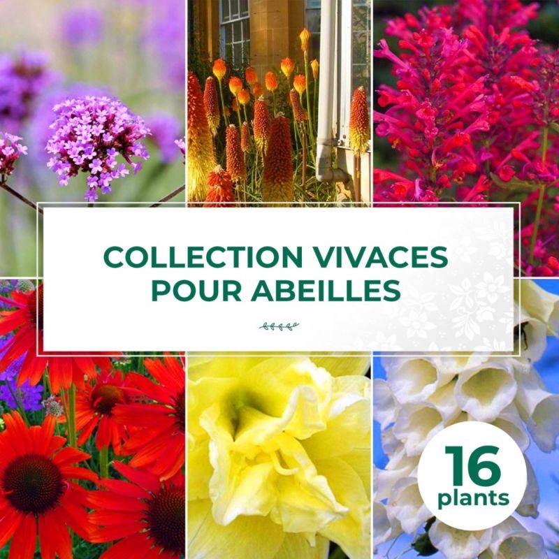 Collection de 16 vivaces pour les abeilles et papillons -  - Pépinières Naudet - Imagen 1
