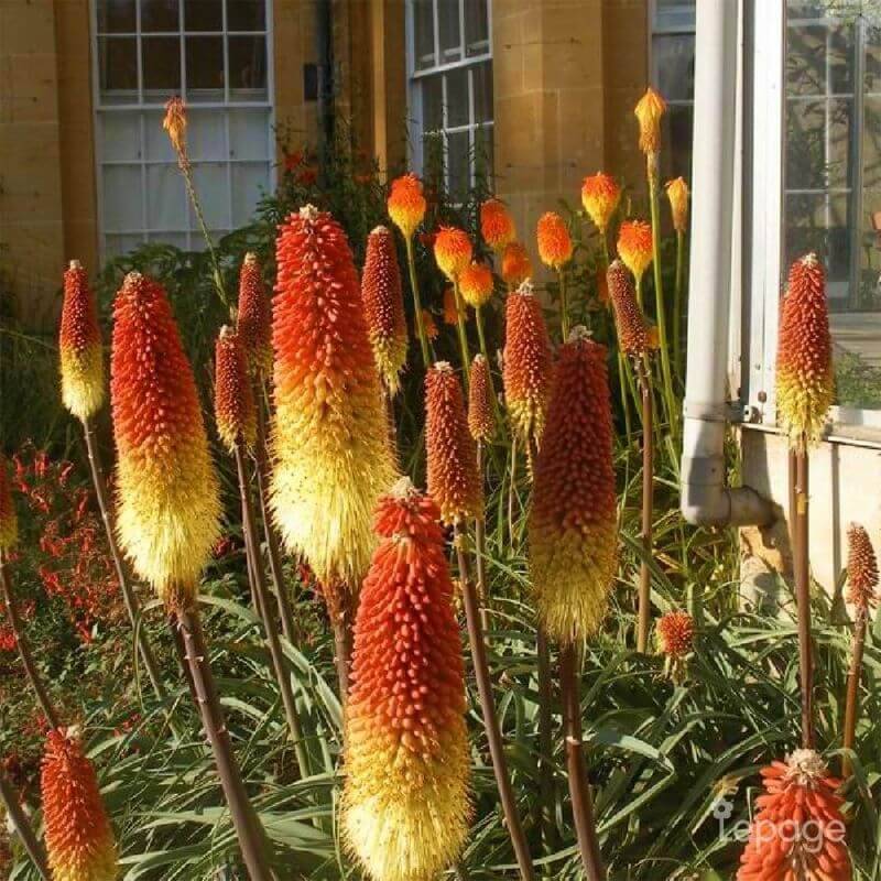 Collection de 16 vivaces pour les abeilles et papillons -  - Pépinières Naudet - Imagen 8