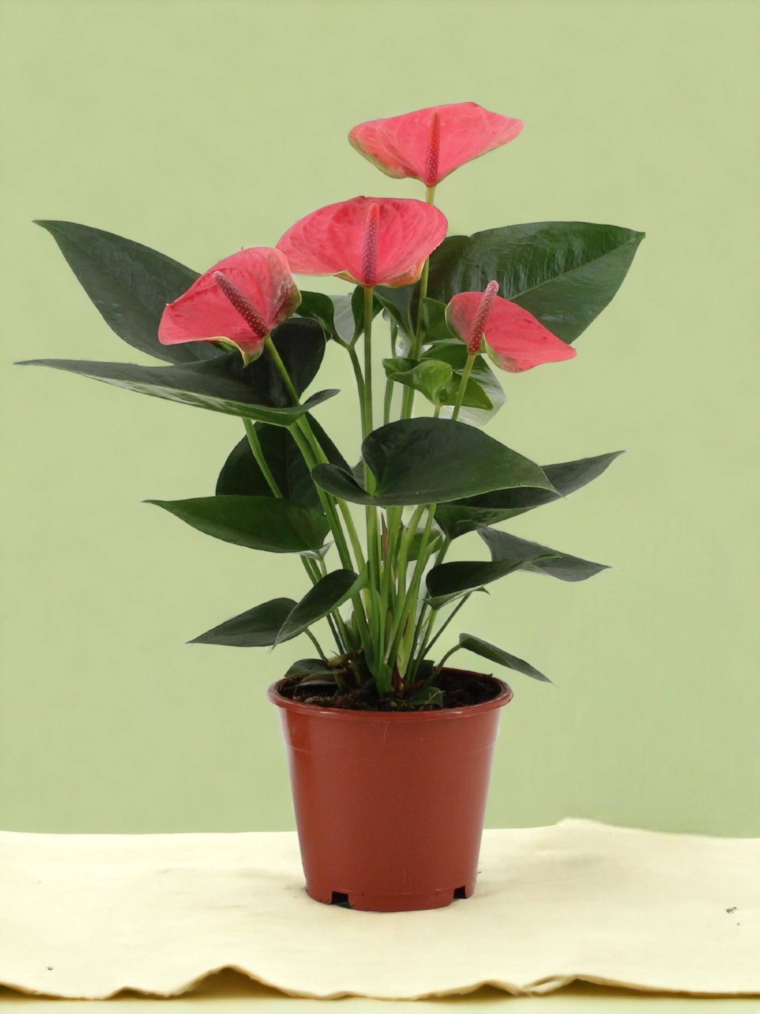 La Green Touch - Anthurium rouge - Le rêveur 36cm - Plante d'intérieur- La Green Touch - Imagen 3