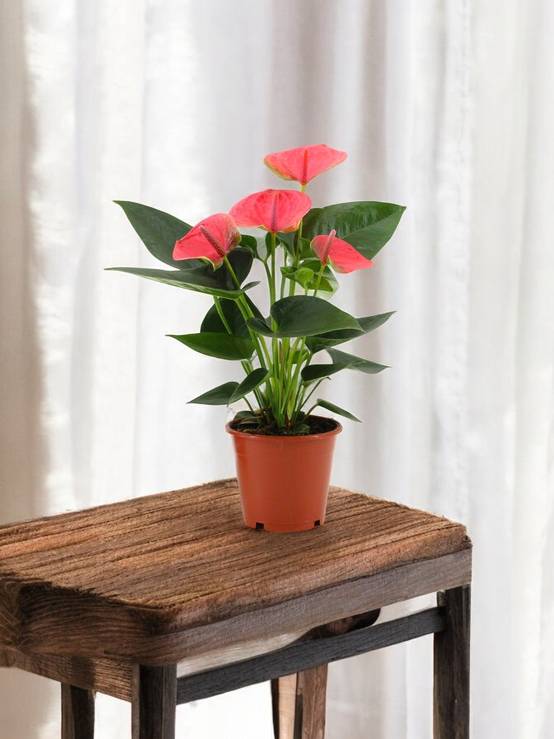 Magnifique Anthurium Rouge Attitude Jardin Avec Panier En Jonc De Mer - Plante D'Intérieur Fleurie 60-70 Cm - Diamètre 19 Cm