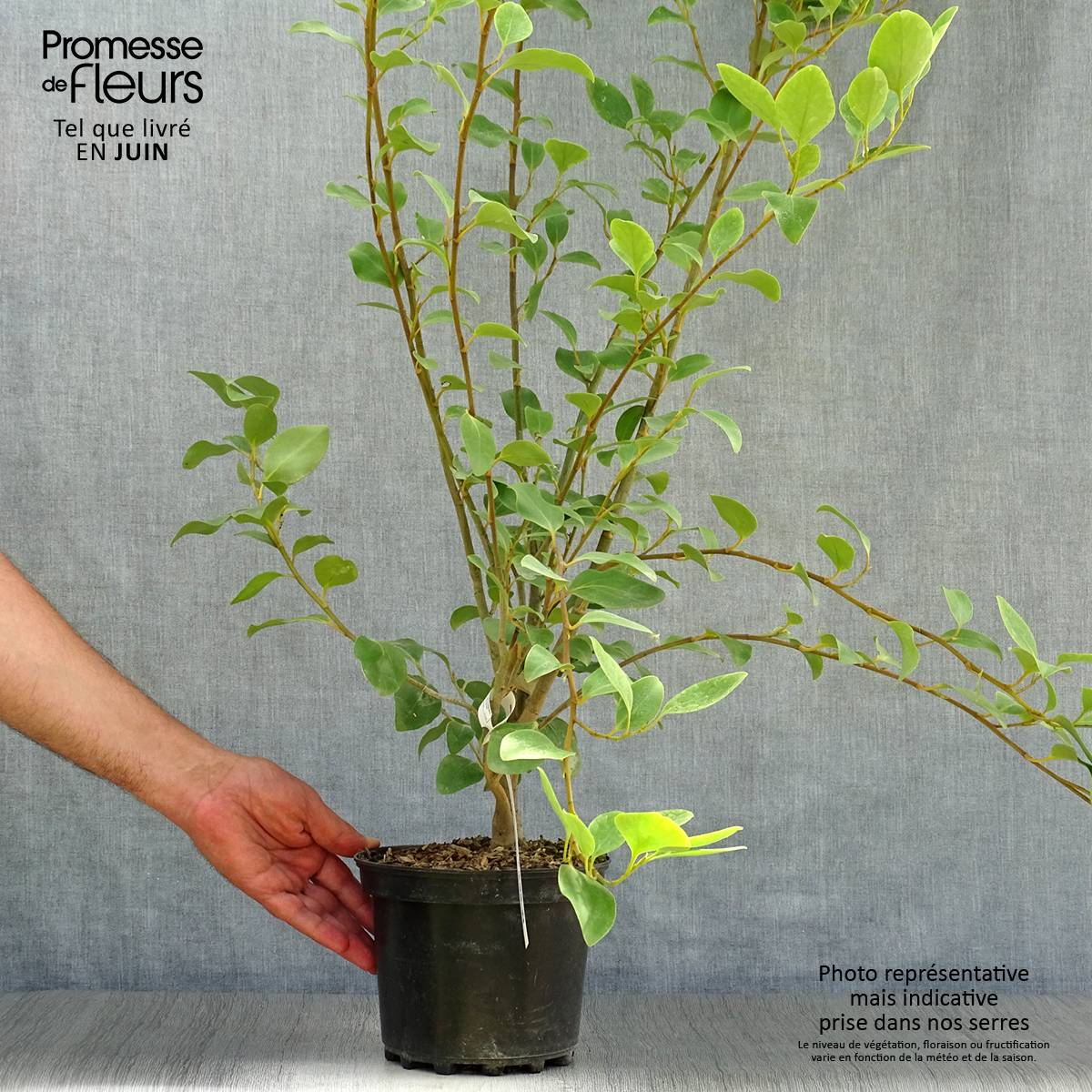 Promesse de Fleurs - Griselinia littoralis Pot de 2L/3L - Image 2