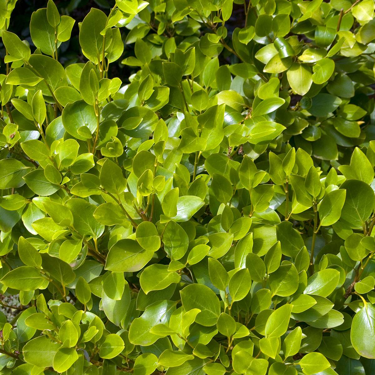 Promesse de Fleurs - Griselinia littoralis Pot de 2L/3L