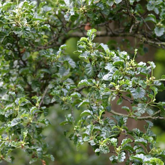 Promesse de Fleurs - Aulne glutineux - Alnus glutinosa Incisa Pot de 4L/5L
