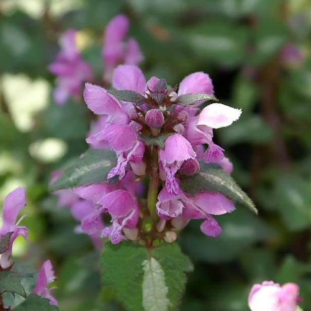 Lamium maculatum Chequers Godet de 8/9 cm