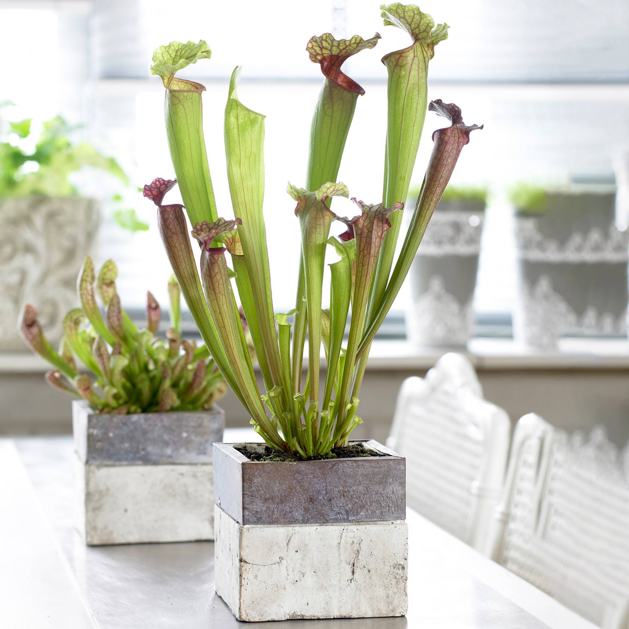Gardenersdream - Sarracenia Smoorii - Plante Sarracénie À Trompette | Plantes D'Intérieur Colorées Pour Attraper Les Mouches - GardenersDream