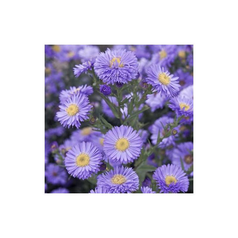 Aster grand d'automne Marie Ballard, Aster Novi-belgii à fleurs Bleue/ - feuillage Caduc - Godet - 5/20 cm - Imagen 2
