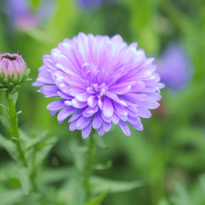 Aster grand d'automne Marie Ballard, Aster Novi-belgii à fleurs Bleue/ - feuillage Caduc - Godet - 5/20 cm - Imagen 3