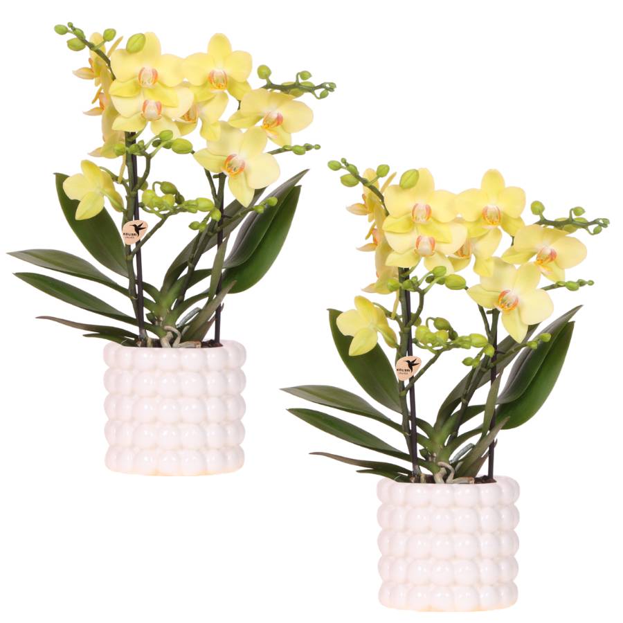 Orchidée Phalaenopsis 'Albenga' jaune - Set de 2 orchidées + cache-pots céramique - Pot de 9cm - Plantes d'intérieur - Image 1