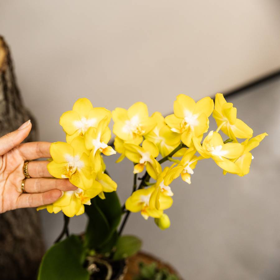 Orchidée Phalaenopsis 'Albenga' jaune - Set de 2 orchidées + cache-pots céramique - Pot de 9cm - Plantes d'intérieur - Image 3