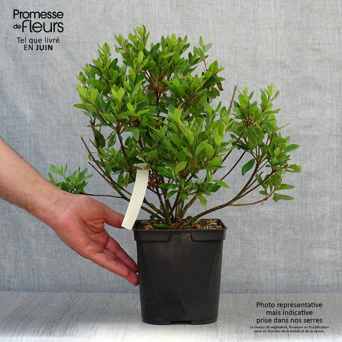 Promesse de Fleurs - Azalée japonaise Blaauw's Pink - Rhododendron hybride Pot de 2L/3L - Image 2