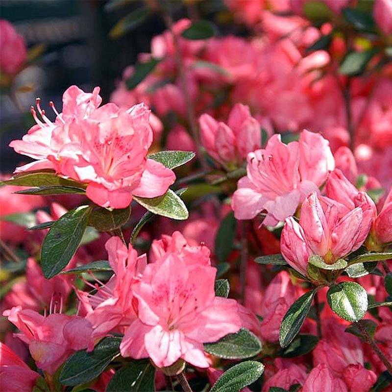 Promesse de Fleurs - Azalée japonaise Blaauw's Pink - Rhododendron hybride Pot de 2L/3L - Image 1
