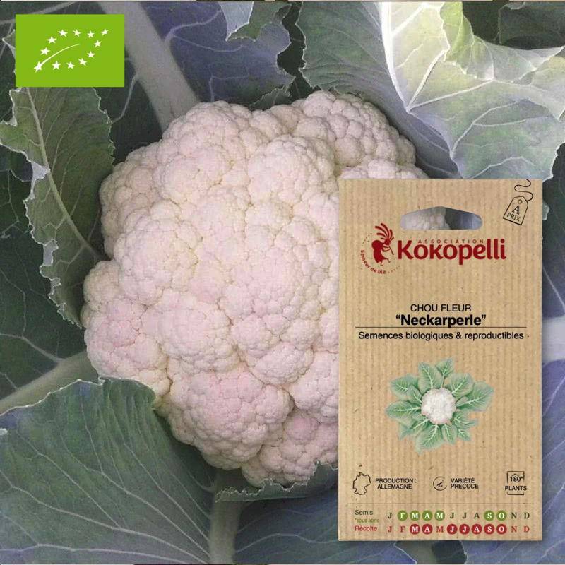 Chou Fleur Neckarperle- Graines bio à semer