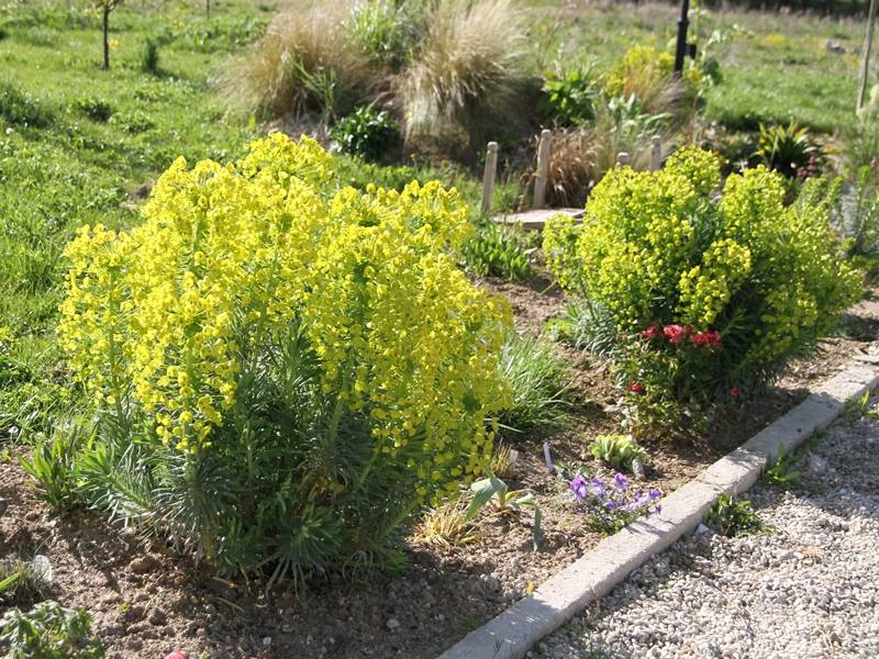Euphorbe characias ssp. wulfenii Godet de 8/9 cm - Image 2
