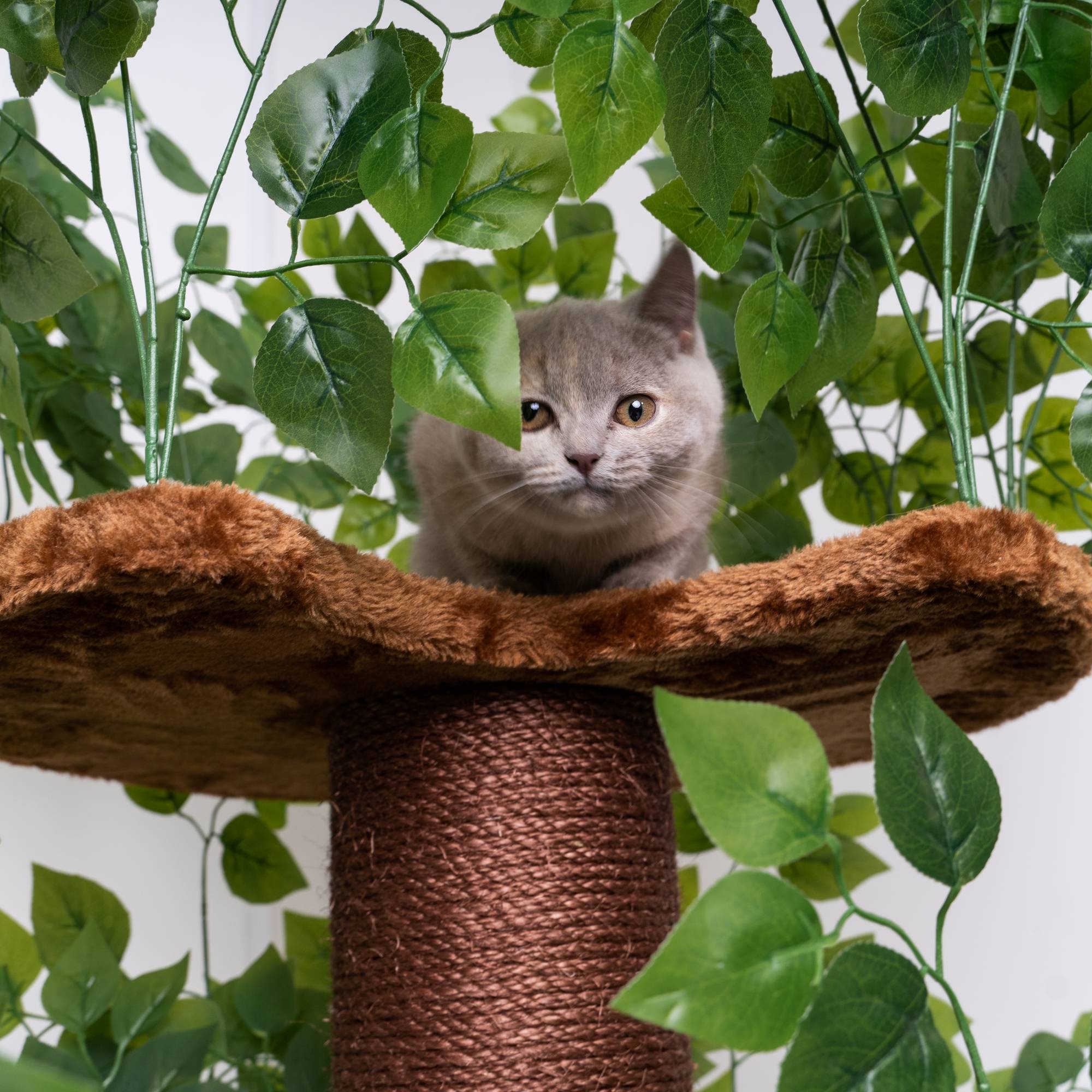 Rhr Concepts Bv - Feuilles naturelles design pour arbre à chat (Marron) - RHR Concepts BV - Imagen 2