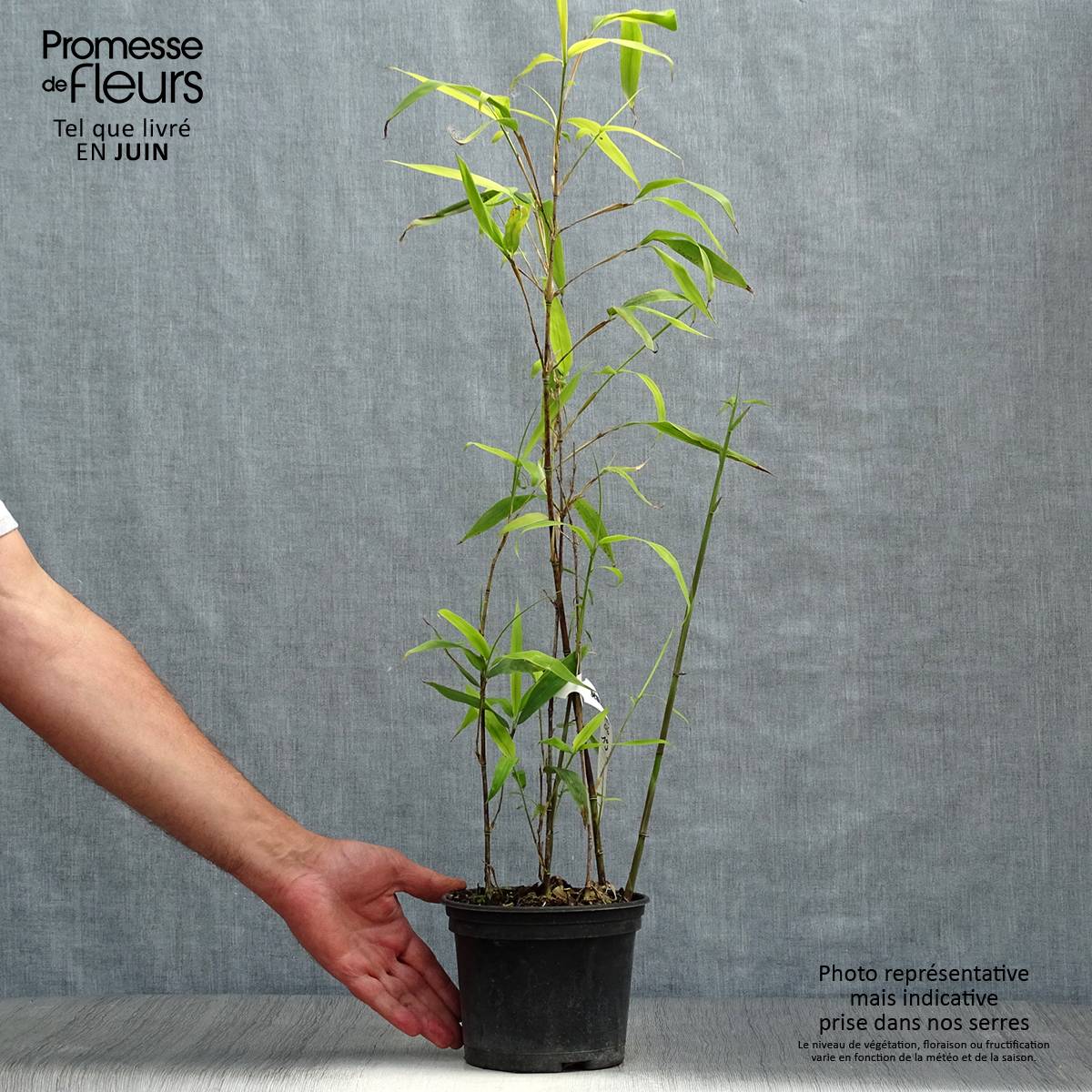 Promesse de Fleurs - Semiarundinaria fastuosa - Bambou moyen Pot de 1,5L/2L - Image 2