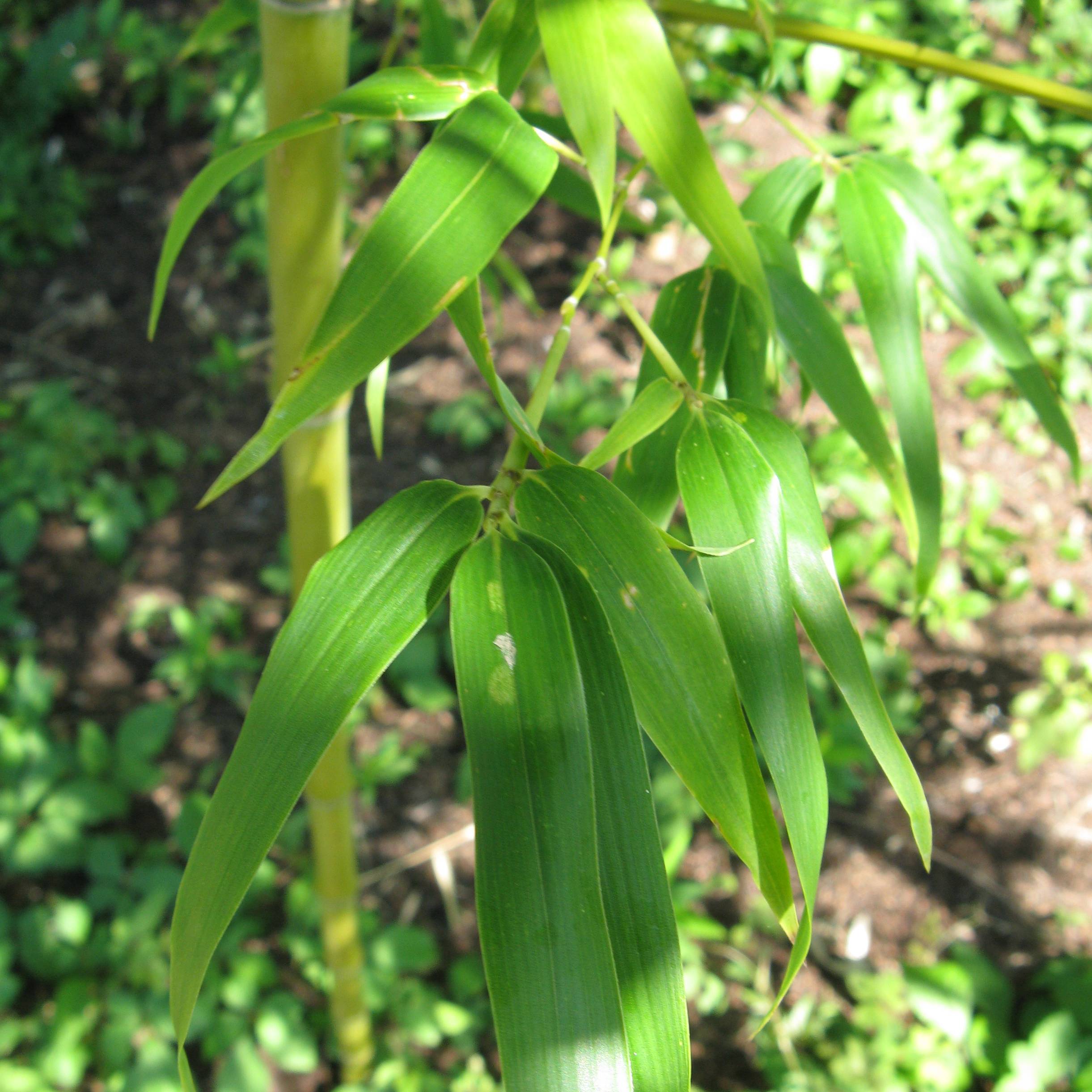 Promesse de Fleurs - Semiarundinaria fastuosa - Bambou moyen Pot de 1,5L/2L - Image 1