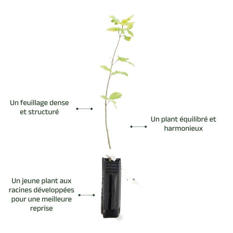 Chêne sessile (Quercus petraea) - Godet - Taille 20/40cm - Pépinières Naudet - Image 4