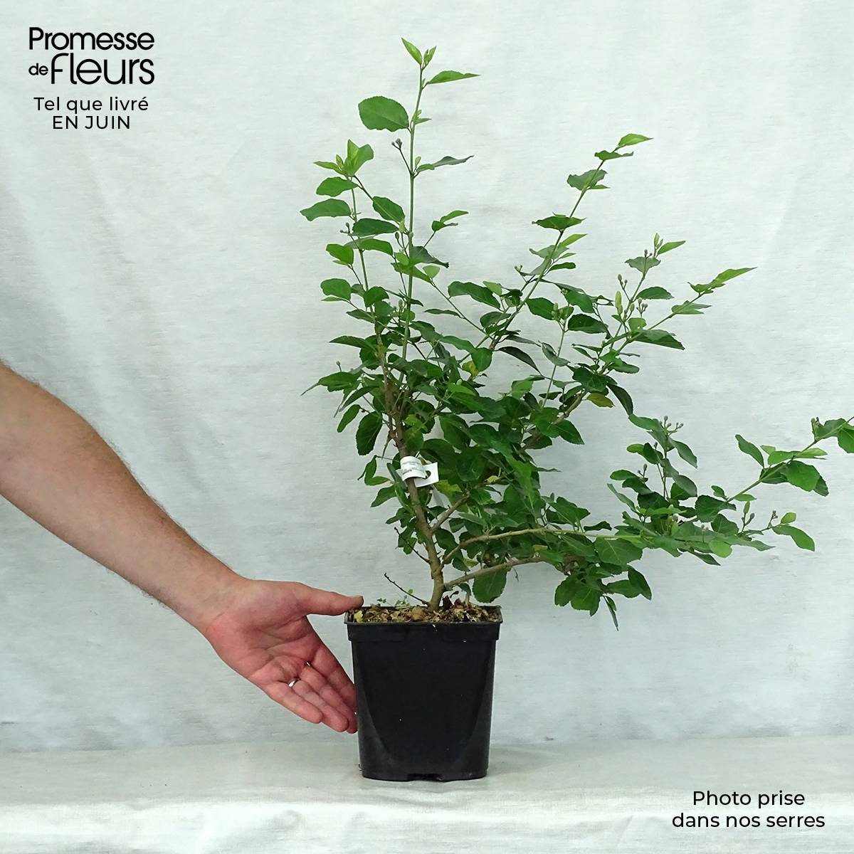 Grewia occidentalis Pot de 3L/4L - Image 2