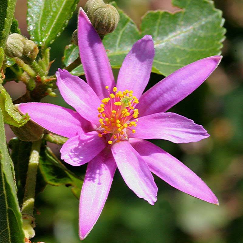 Grewia occidentalis Pot de 3L/4L - Image 1