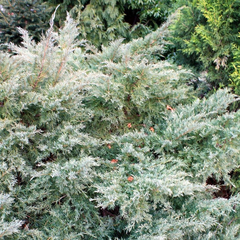 Promesse de Fleurs - Genévrier de Pfitzer - Juniperus pfitzeriana Glauca Pot de 2L/3L - Image 1
