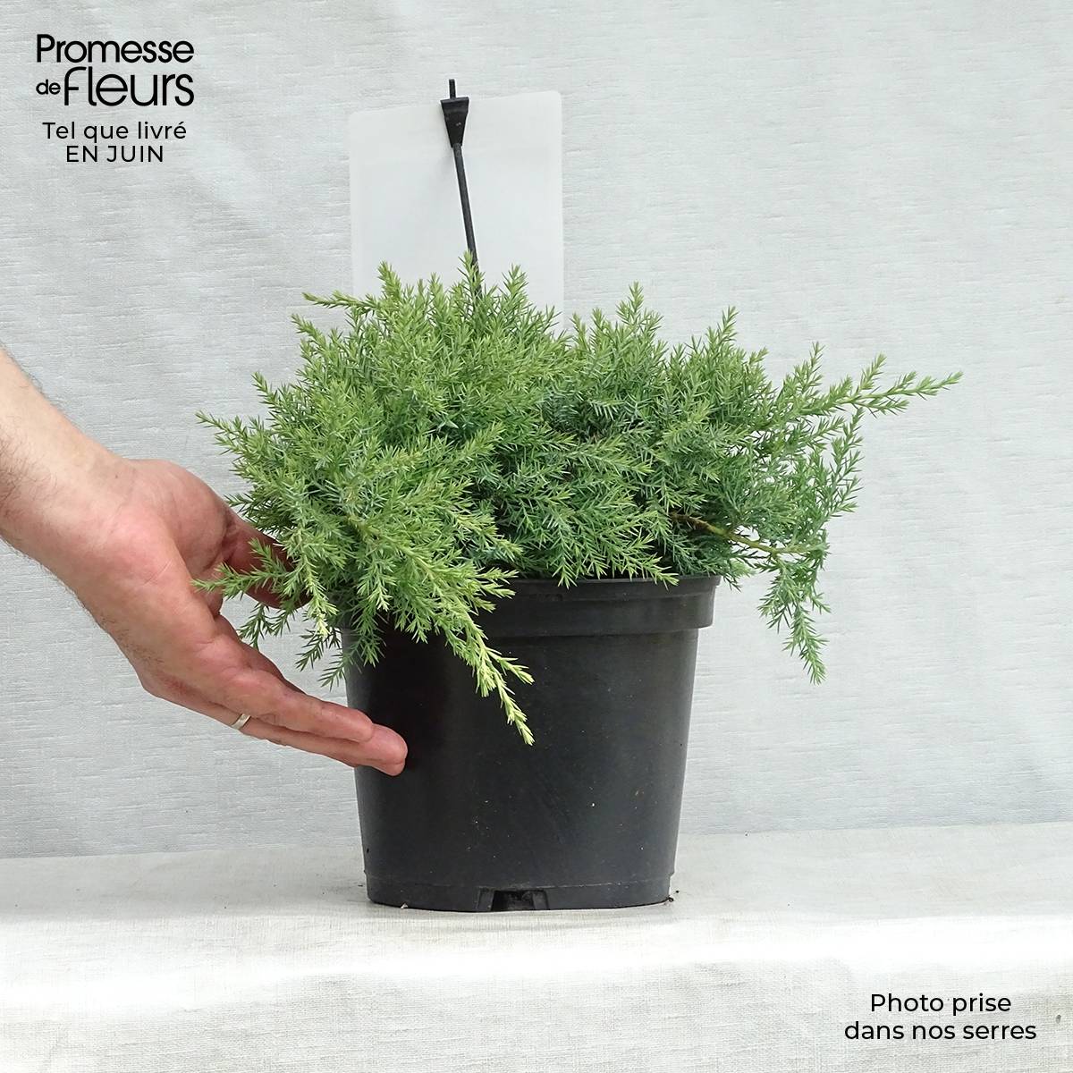 Promesse de Fleurs - Genévrier de Pfitzer - Juniperus pfitzeriana Glauca Pot de 2L/3L - Image 2