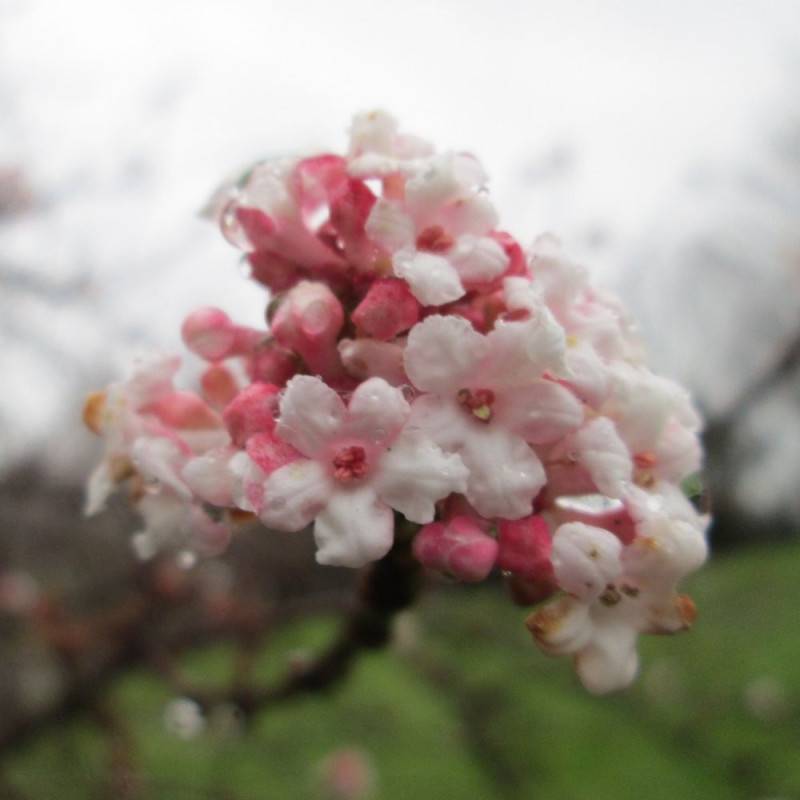 Viorne d'hiver Dawn, Viburnum à fleurs Rose/ - feuillage Caduc - Pot de 3L - 40/60 cm - Imagen 1