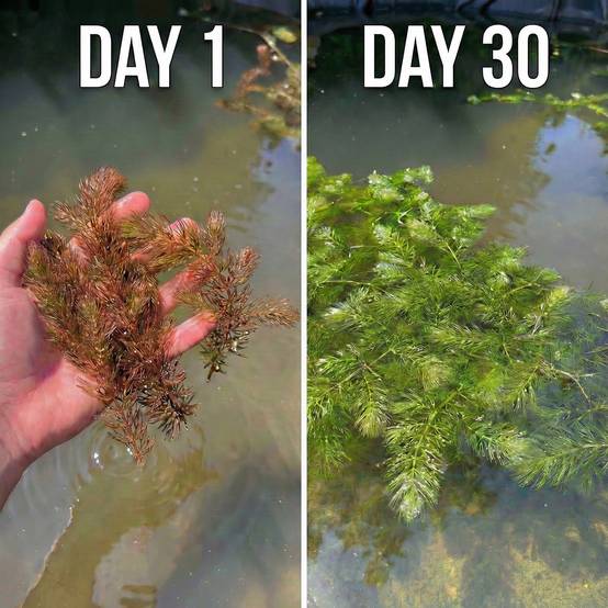 0 - Cornifle 5L - plante oxygénante flottante pour bassin - moins d'algues, rustique - Image 3