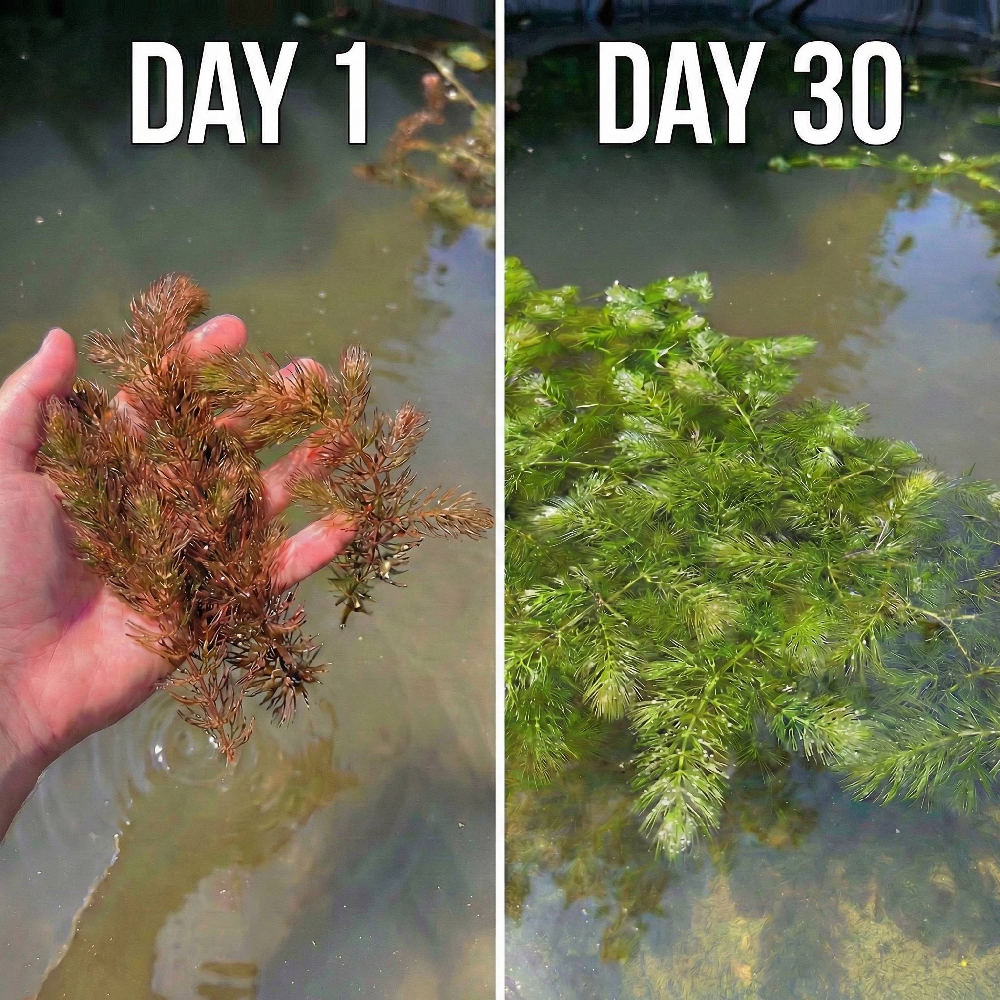 0 - Cornifle 5L - plante oxygénante flottante pour bassin - moins d'algues, rustique - Image 3