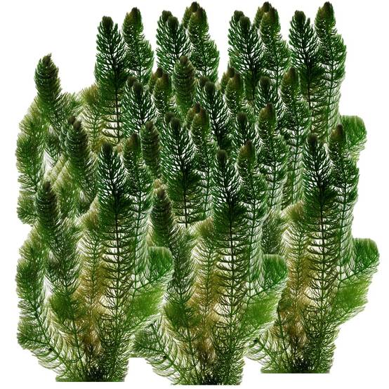 0 - Cornifle 5L - plante oxygénante flottante pour bassin - moins d'algues, rustique - Image 1