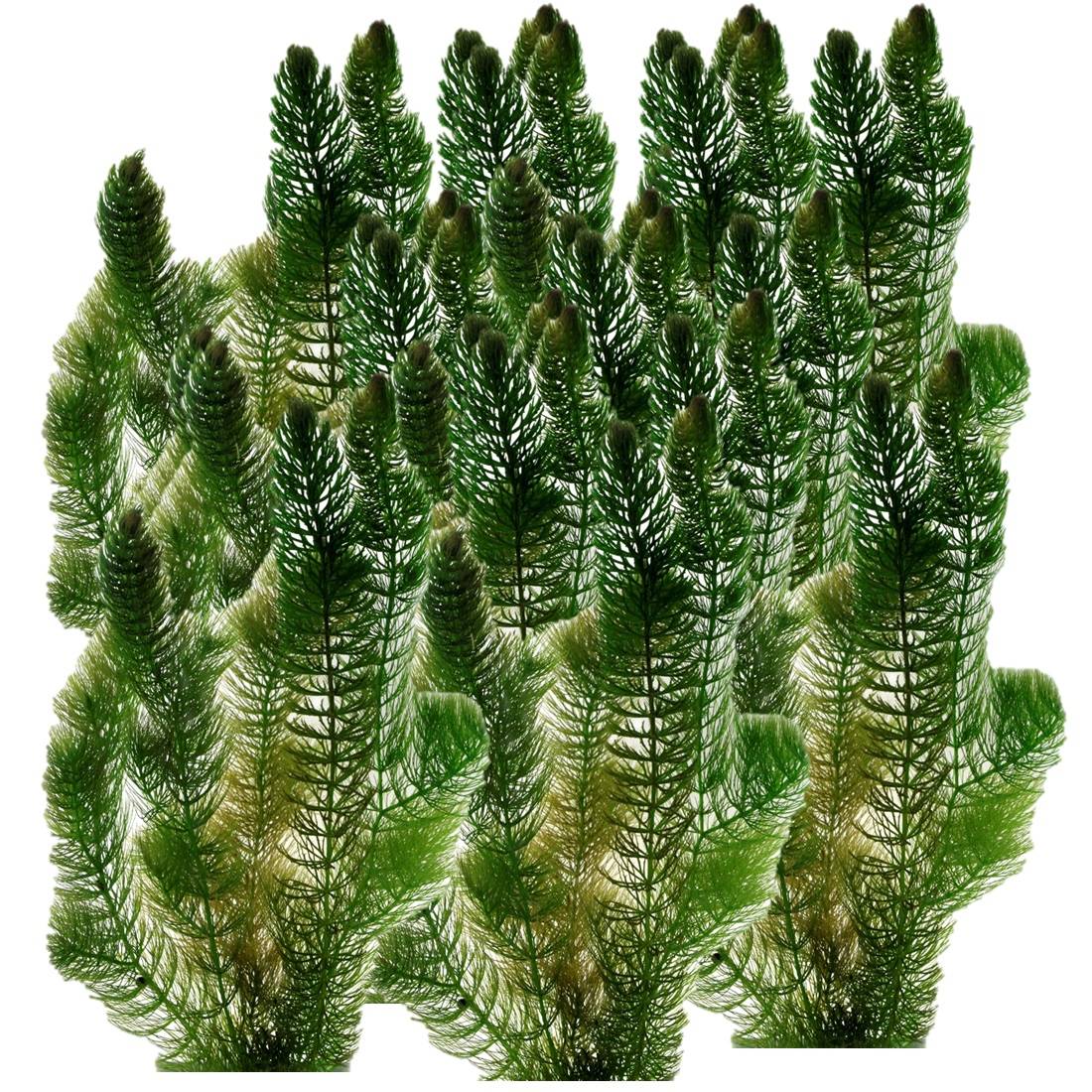 0 - Cornifle 5L - plante oxygénante flottante pour bassin - moins d'algues, rustique - Image 1