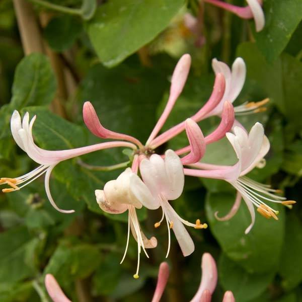 Promesse de Fleurs - Chèvrefeuille heckrotii Gold Flame - Lonicera Godet de 8/9 cm