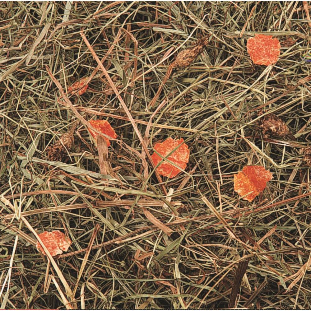 Foin de montagne aux carottes 500 g pour rongeurs - Image 2