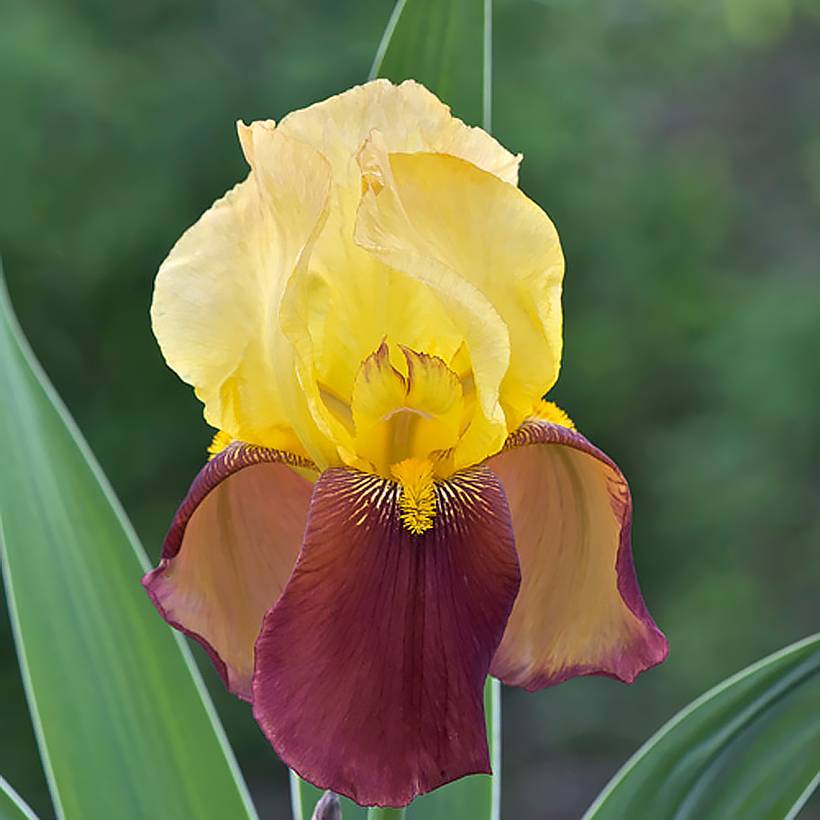 Promesse de Fleurs - Iris germanica Accent Variegata - Iris des Jardins Godet de 8/9 cm, Calibre 4/6