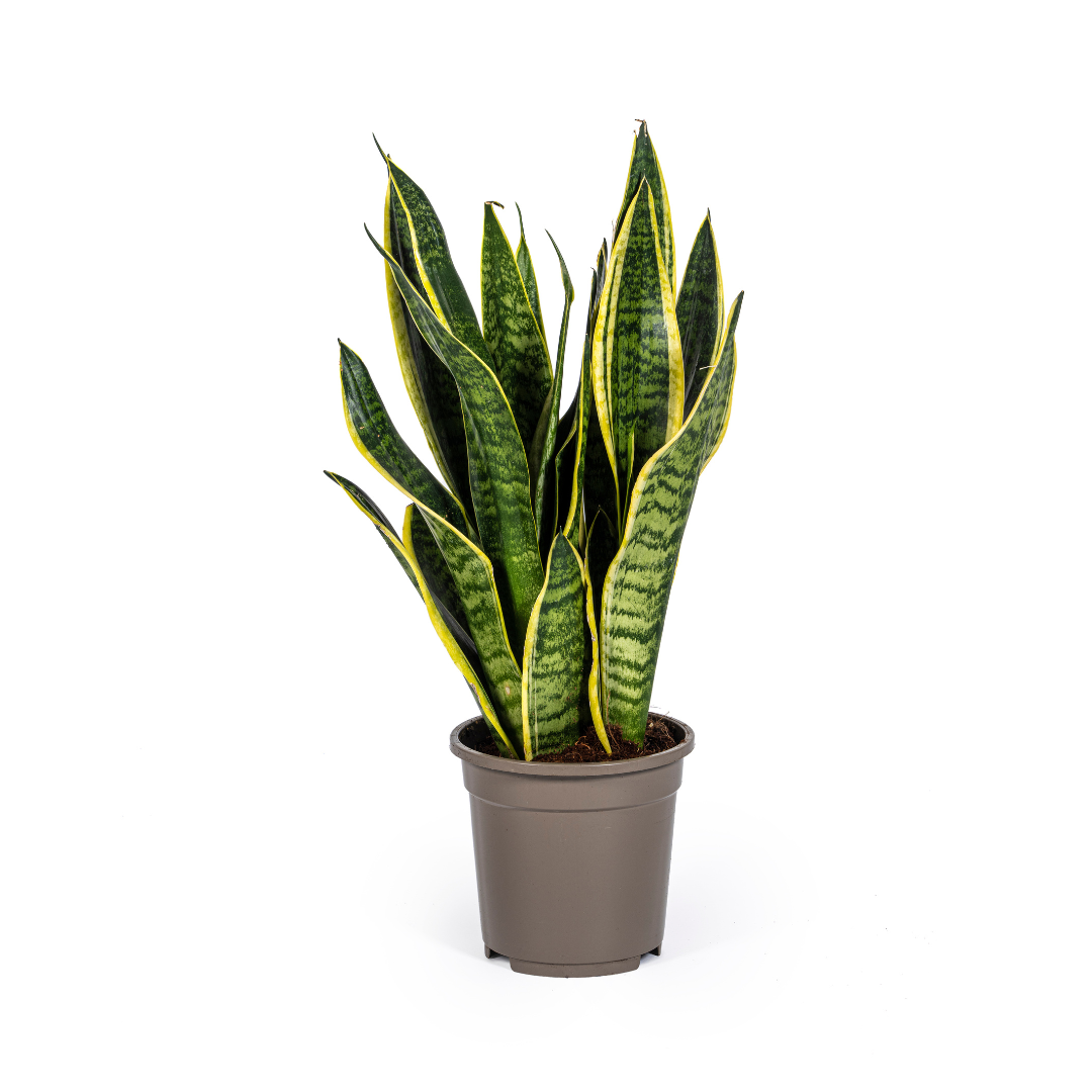 Sansevieria Trifasciata Futura Superba - D17 H45cm - Image 4