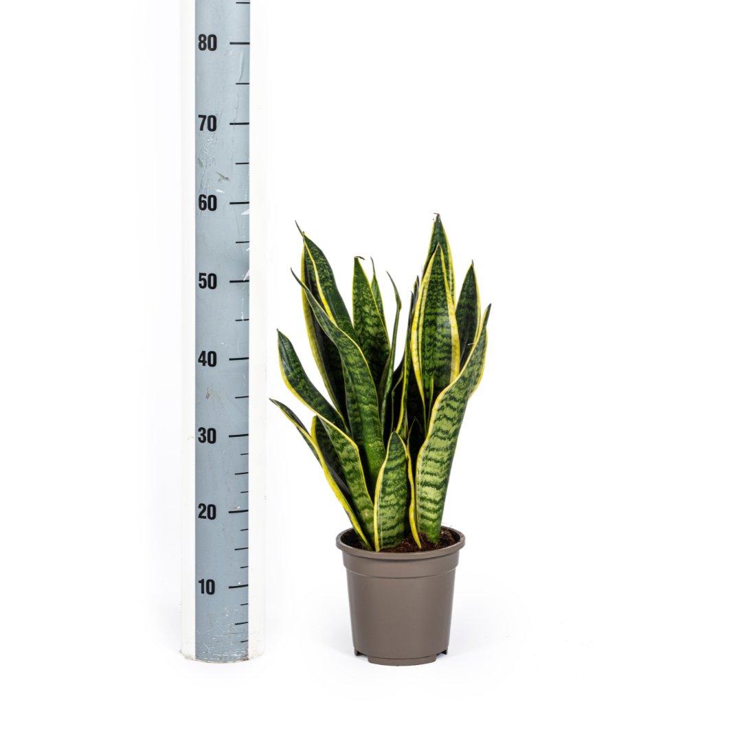 Sansevieria Trifasciata Futura Superba - D17 H45cm - Image 3