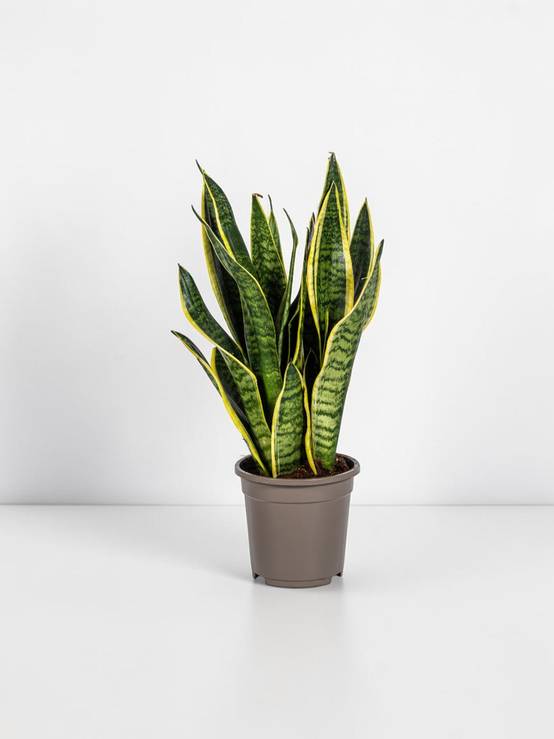 Sansevieria Trifasciata Futura Superba - D17 H45cm - Image 1