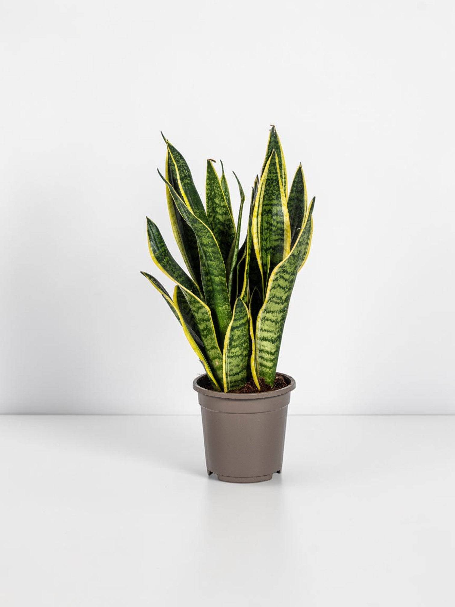 Sansevieria Trifasciata Futura Superba - D17 H45cm - Image 1
