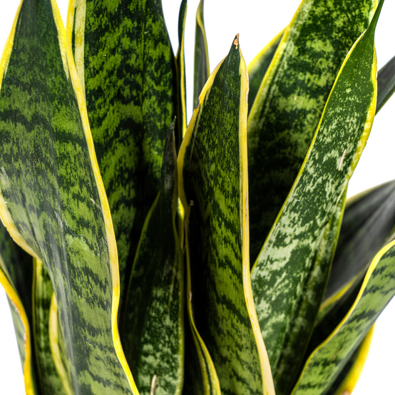 Sansevieria Trifasciata Futura Superba - D17 H45cm - Image 2