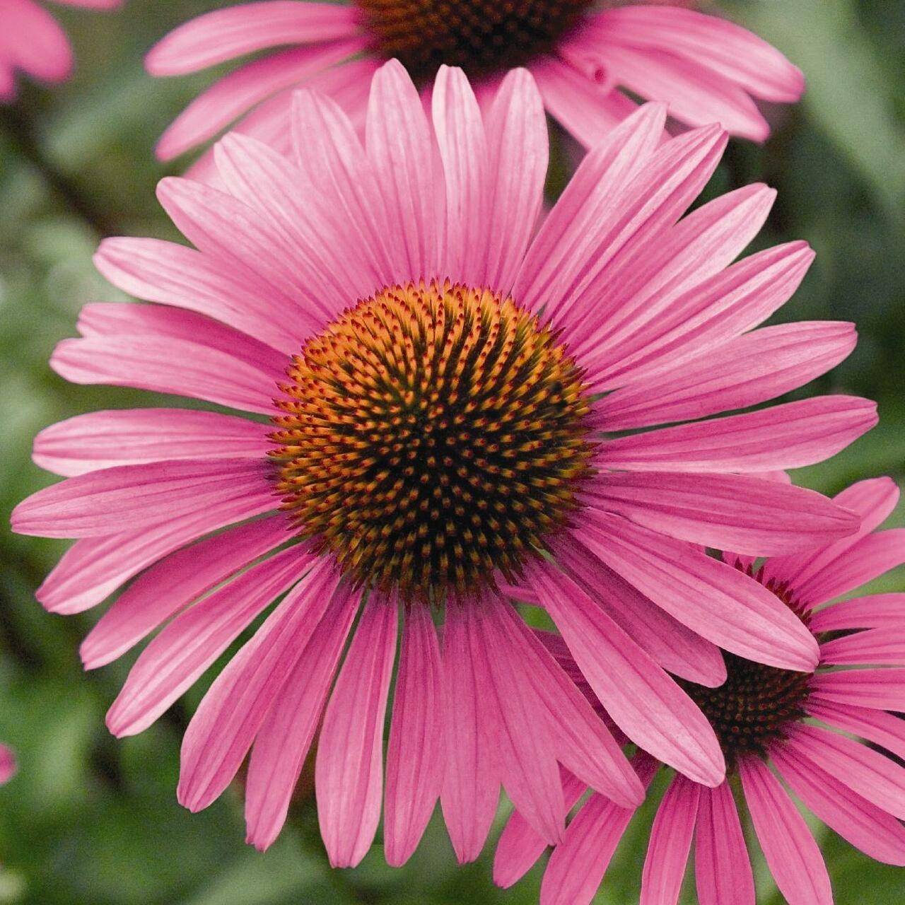Echinacea angustifolia Godet de 8/9 cm - Image 1