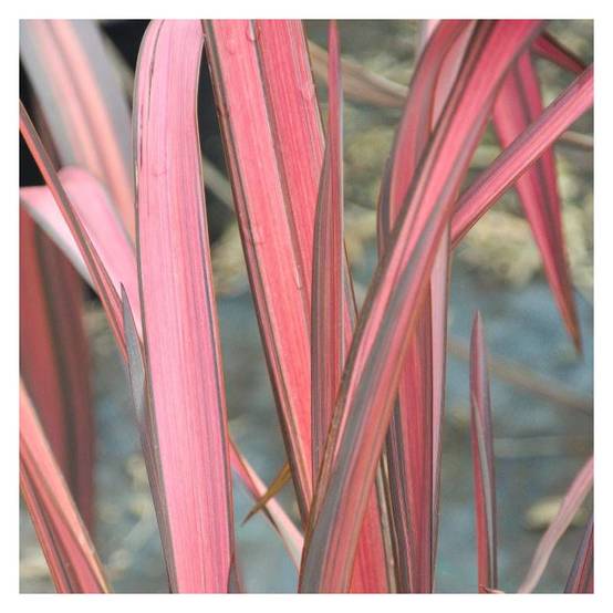 Lin de Nouvelle-Zélande Evening Glow, Phormium - Pot de 4L - 40/60 cm - Image 1